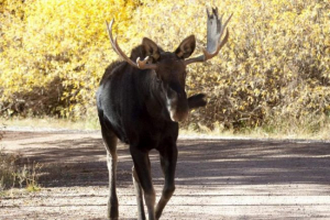Na przedmieściach kierowca skrzyżowania przewrócił łoś na śmierć